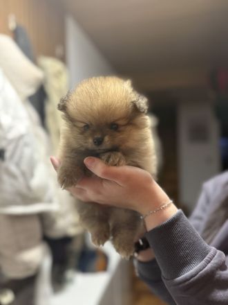 3 süße Zwergspitz Welpen suchen ein liebevolles zuhause