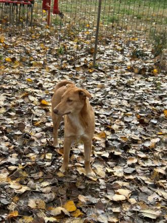 Honey wünscht sich ein Zuhause
