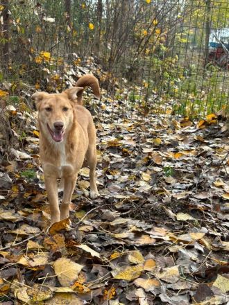 Honey wünscht sich ein Zuhause