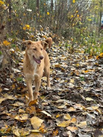Honey wünscht sich ein Zuhause