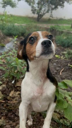 Yuna - Dreibein sucht Zuhause