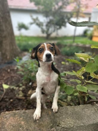 Yuna - Dreibein sucht Zuhause