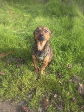 Sima ein tolles Dackelmix Mädchen