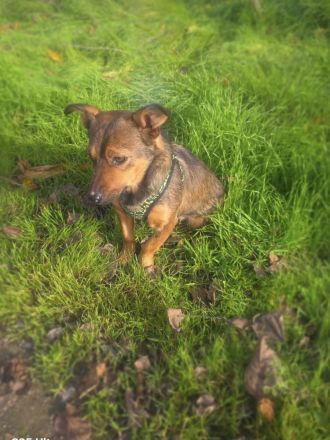 Sima ein tolles Dackelmix Mädchen