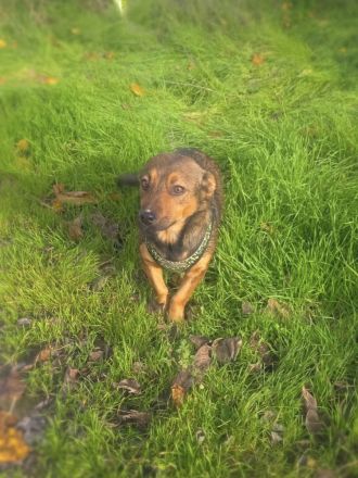 Sima ein tolles Dackelmix Mädchen