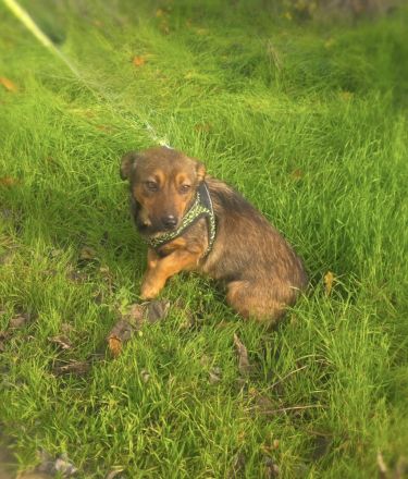 Sima ein tolles Dackelmix Mädchen