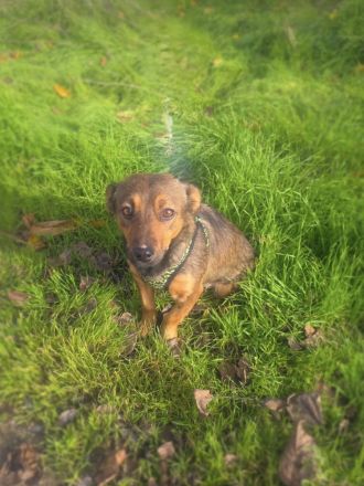 Sima ein tolles Dackelmix Mädchen