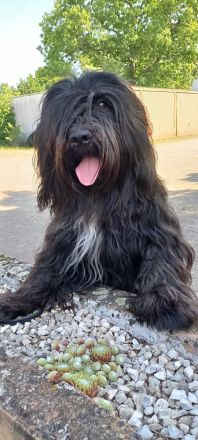 Schapendoes vom Primelhof