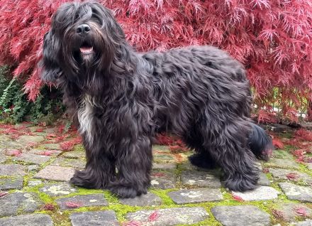 Schapendoes vom Primelhof