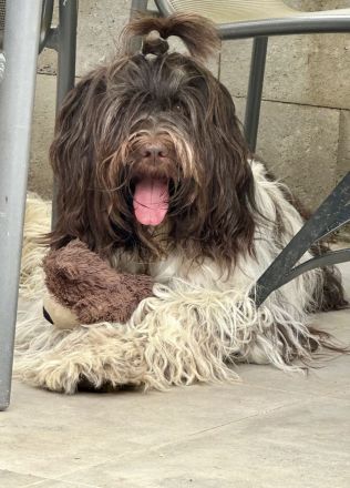 Schapendoes vom Primelhof