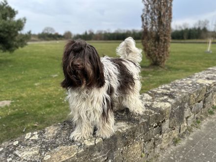 Schapendoes vom Primelhof