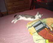 6 Monate alte hauskatze