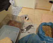 6 Monate alte hauskatze