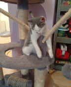 6 Monate alte hauskatze