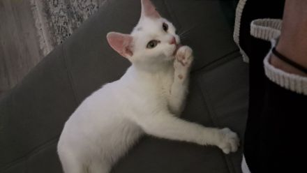 Katze türkisch- angora mix