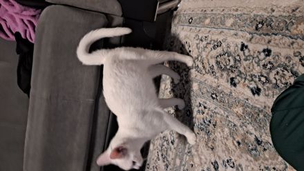 Katze türkisch- angora mix