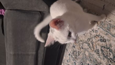 Katze türkisch- angora mix