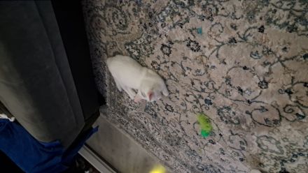 Katze türkisch- angora mix