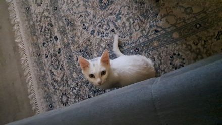 Katze türkisch- angora mix