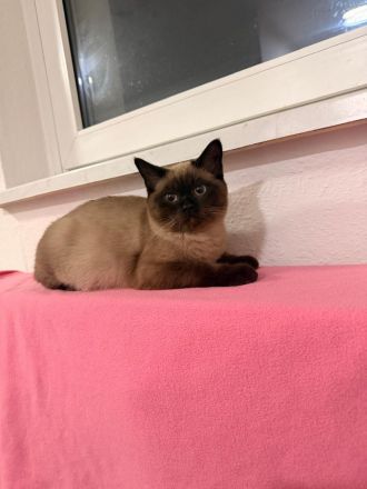 Siamese Katzen