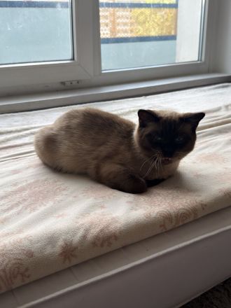 Katze