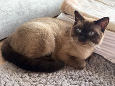 Katze