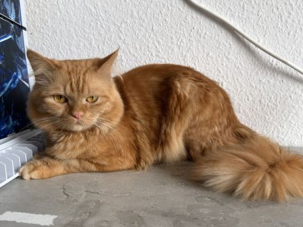 Katze