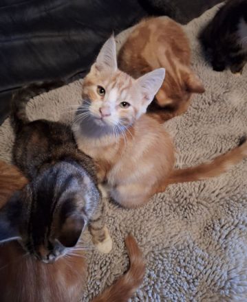 ***Wunderschöne gestiefelte Maine Coon mix Kater ***