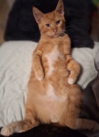 ***Wunderschöne gestiefelte Maine Coon mix Kater ***