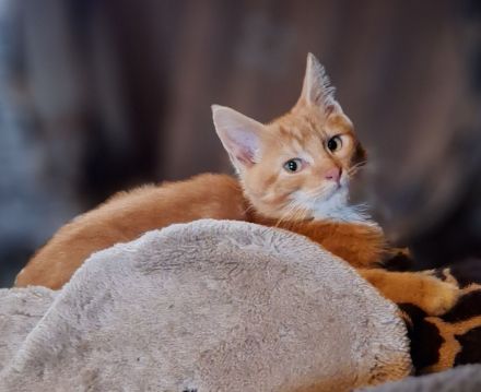 ***Wunderschöne gestiefelte Maine Coon mix Kater ***