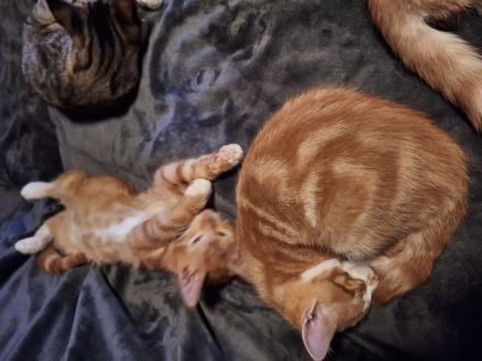 ***Wunderschöne gestiefelte Maine Coon mix Kater ***