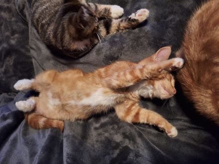 ***Wunderschöne gestiefelte Maine Coon mix Kater ***