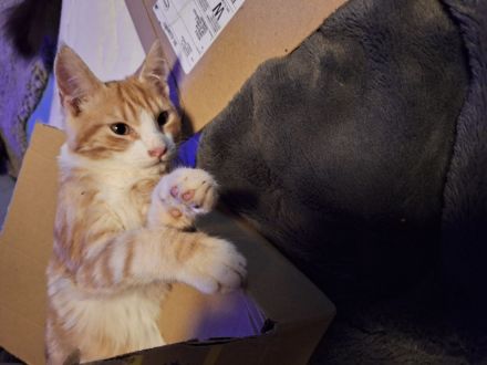 ***Wunderschöne gestiefelte Maine Coon mix Kater ***