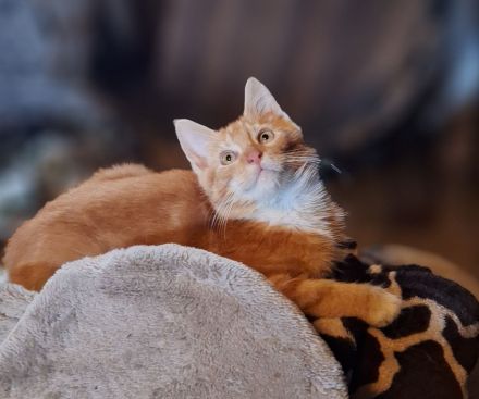 ***Wunderschöne gestiefelte Maine Coon mix Kater ***