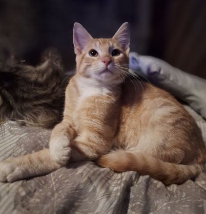 ***Wunderschöne gestiefelte Maine Coon mix Kater ***