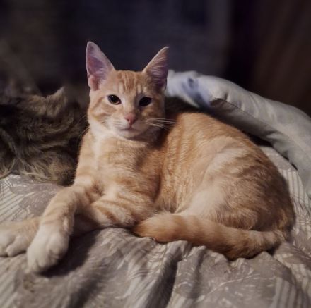 ***Wunderschöne gestiefelte Maine Coon mix Kater ***