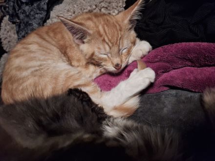 ***Wunderschöne gestiefelte Maine Coon mix Kater ***