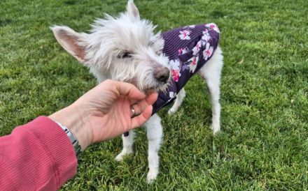 Kuschelhündin Mona sucht sicheren Hafen