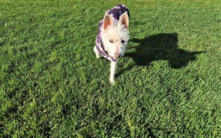 Kuschelhündin Mona sucht sicheren Hafen