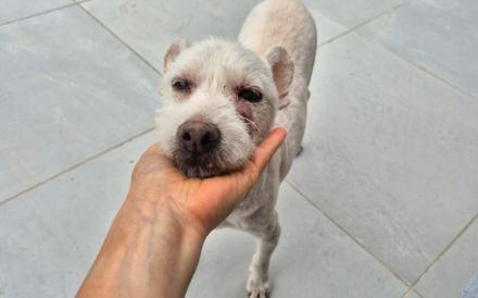 Kuschelhündin Mona sucht sicheren Hafen