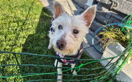 Kuschelhündin Mona sucht sicheren Hafen