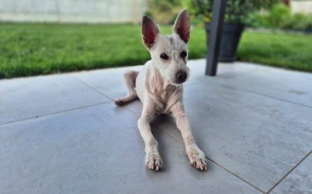 Kuschelhündin Mona sucht sicheren Hafen