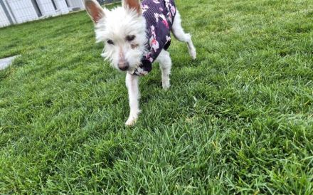 Kuschelhündin Mona sucht sicheren Hafen