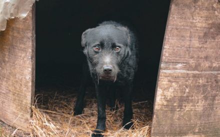 Strahlemann Mupi sucht seine Menschen