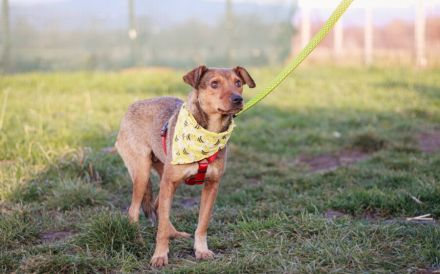 Aline hat überlebt - wer schenkt ihr ein Leben in Liebe