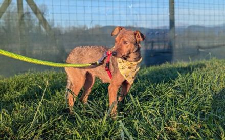 Aline hat überlebt - wer schenkt ihr ein Leben in Liebe