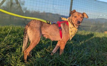 Aline hat überlebt - wer schenkt ihr ein Leben in Liebe