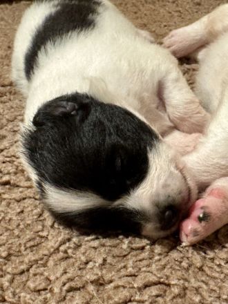 7 Großspitz Welpen am 27.11.2025 geworfen