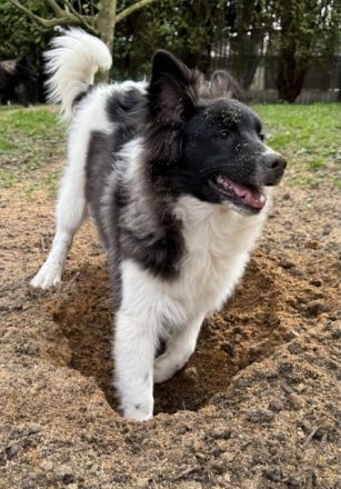 3 Großspitz Junghunde mit 6 Monaten sofort auszugsbereit