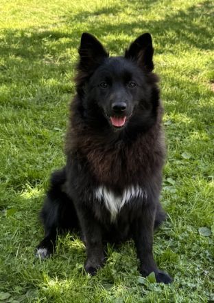 2 Großspitz Junghunde mit 7 Monaten sofort auszugsbereit